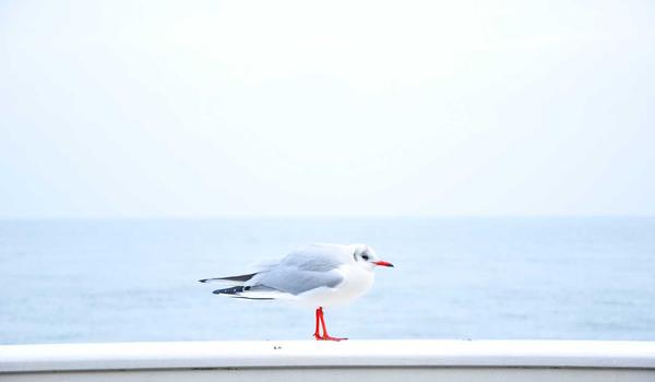 双色球百科